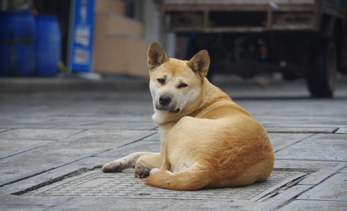 广州解禁土狗，城市动物管理的崭新篇章