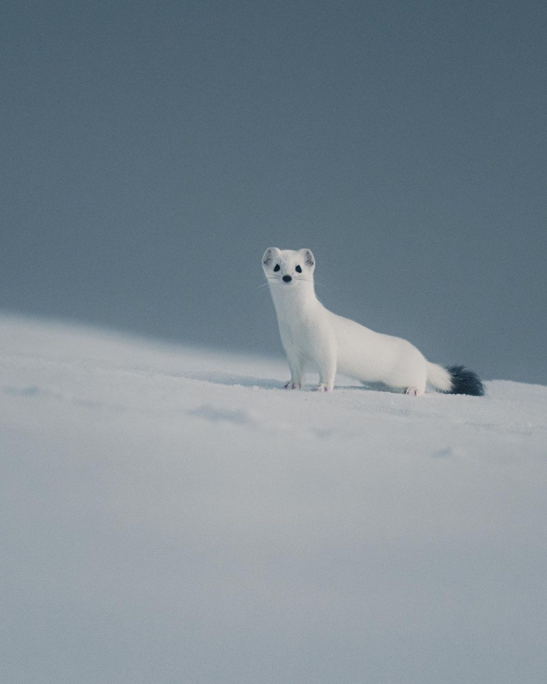 雪地奇遇，与白鼬的萌趣邅合🐾