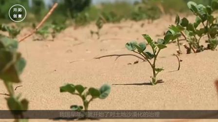 沙漠土壤化后的魔力——植物自由生长0XX后上班整活系列