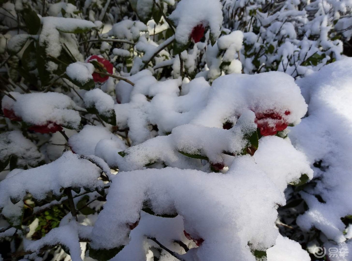 冬去春会来，雪化花会开