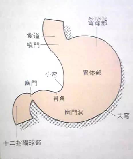 胃开启了连轴转模式——探索现代生活节奏下的健康饮食之道