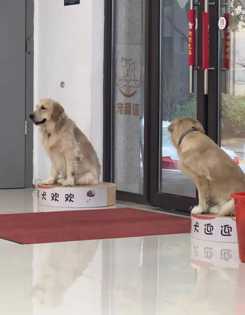 震惊！香港宠物店遭曝给迎宾犬佩戴电击项圈，真相究竟如何？