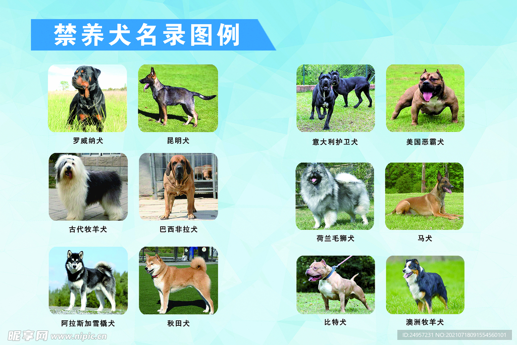 重磅！统一禁养犬大型名录公布，这些猛宠究竟为何上榜？你了解多少背后的故事？！揭秘真相！