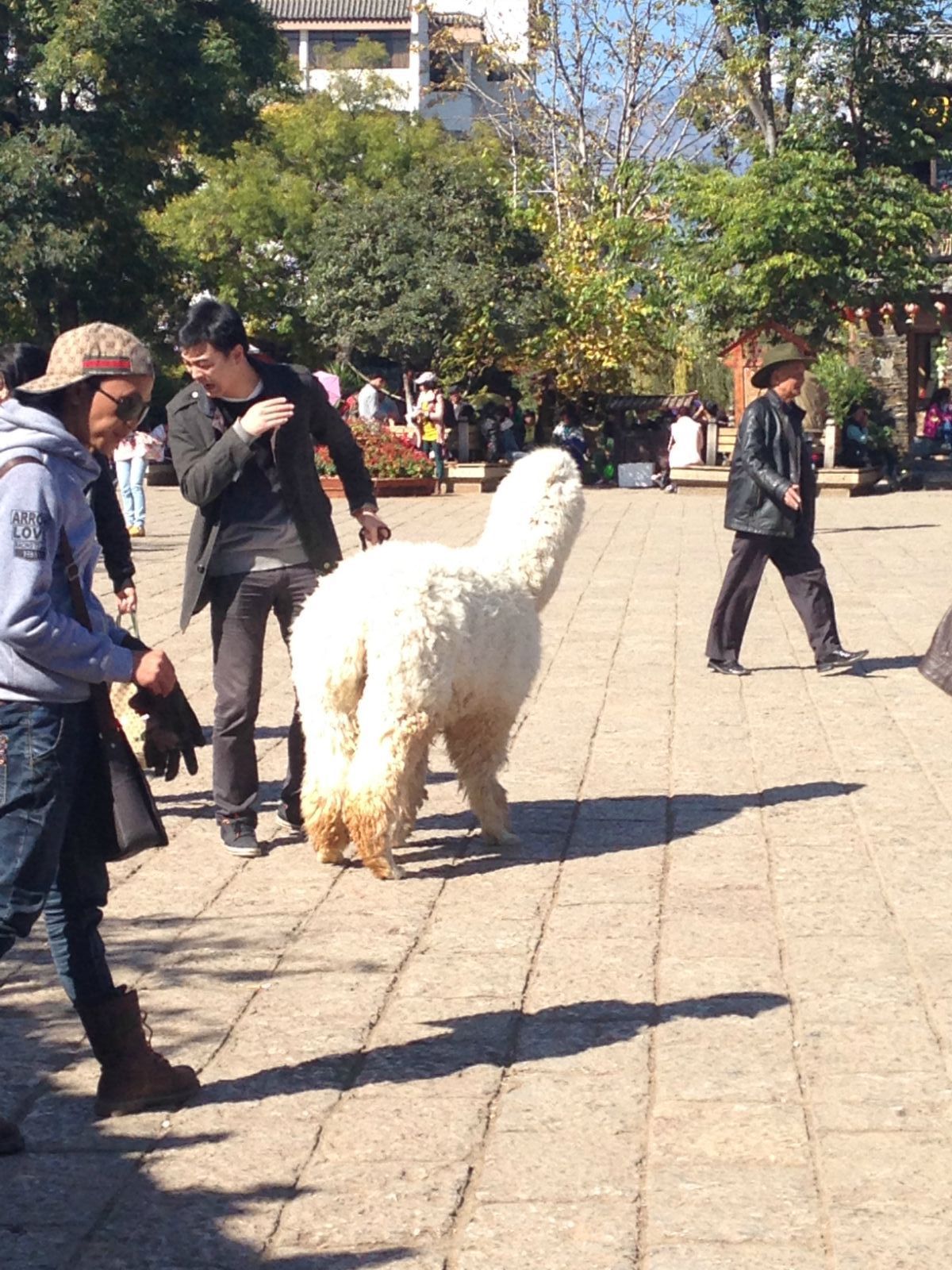 惊现羊驼遭暴踢事件！街道办回应马帮旅拍引发关注热议，背后真相究竟如何？澳门深度解读为您揭晓。