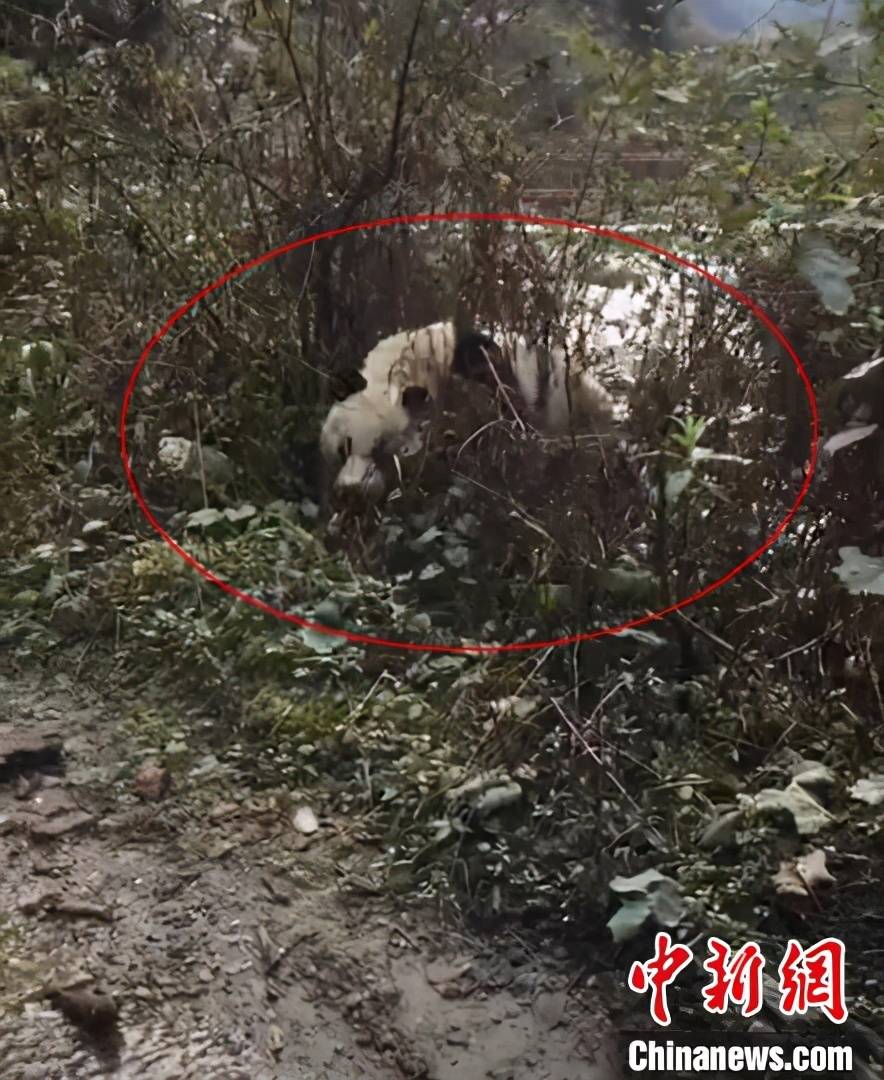 四川凉山野生大熊猫下山进村，萌态可掬引关注！神秘串门背后的故事揭秘。