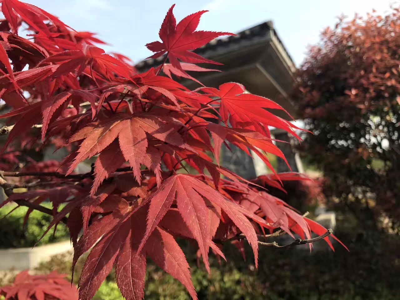 花花花人人花海探秘，一场情绪与艺术的极致盛宴！内含神秘惊喜揭秘。